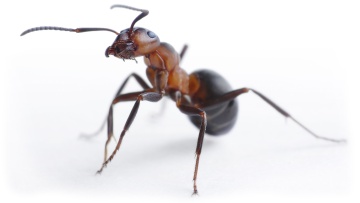 Comment éviter les infestations de fourmis