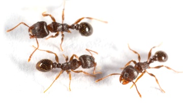 Informations sur les fourmis 